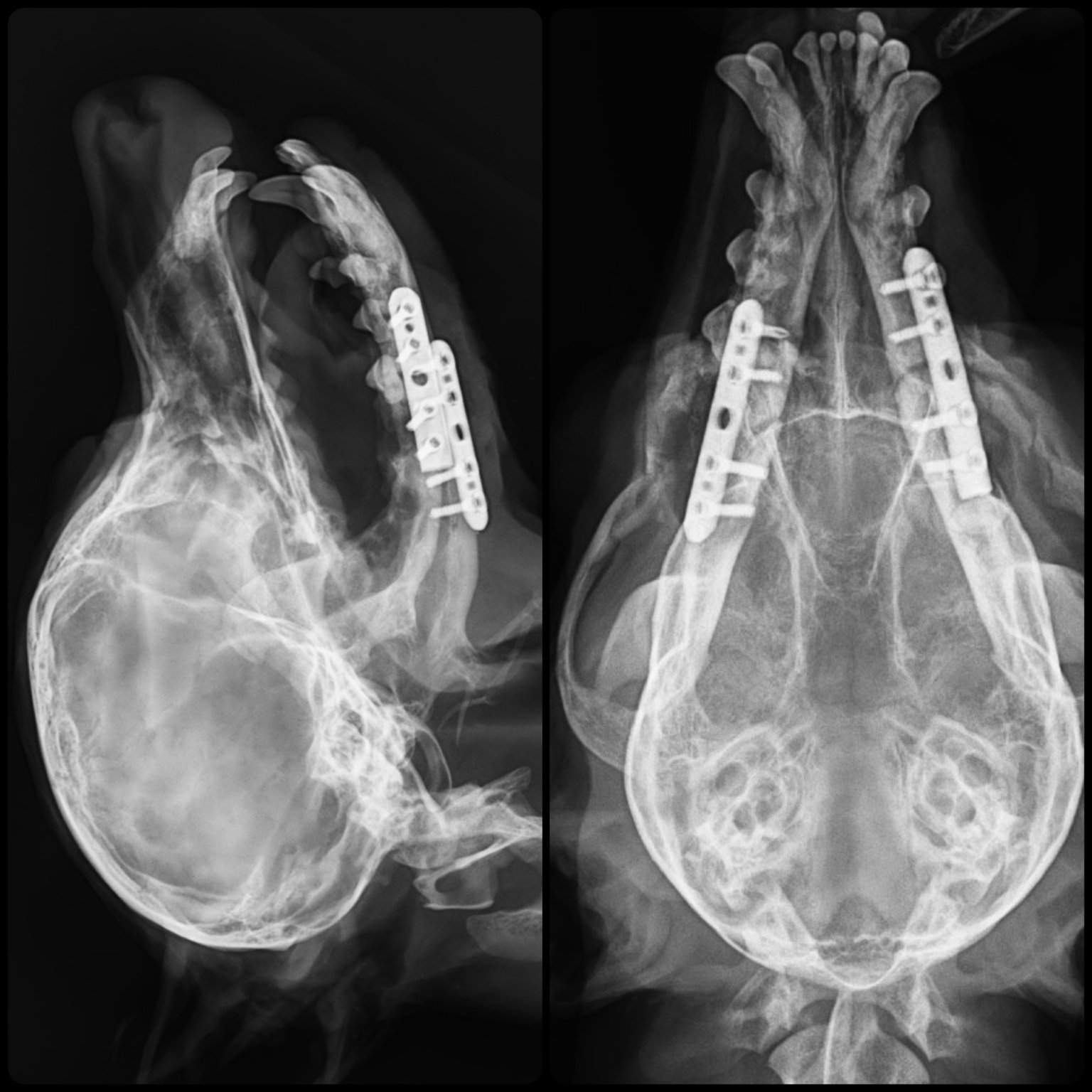 Caso ortopédico veterinário