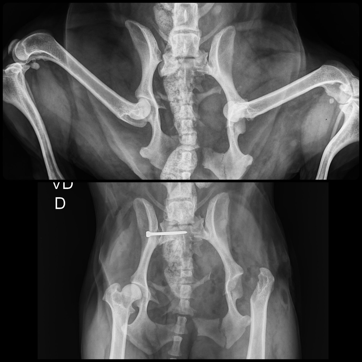 Caso ortopédico veterinário