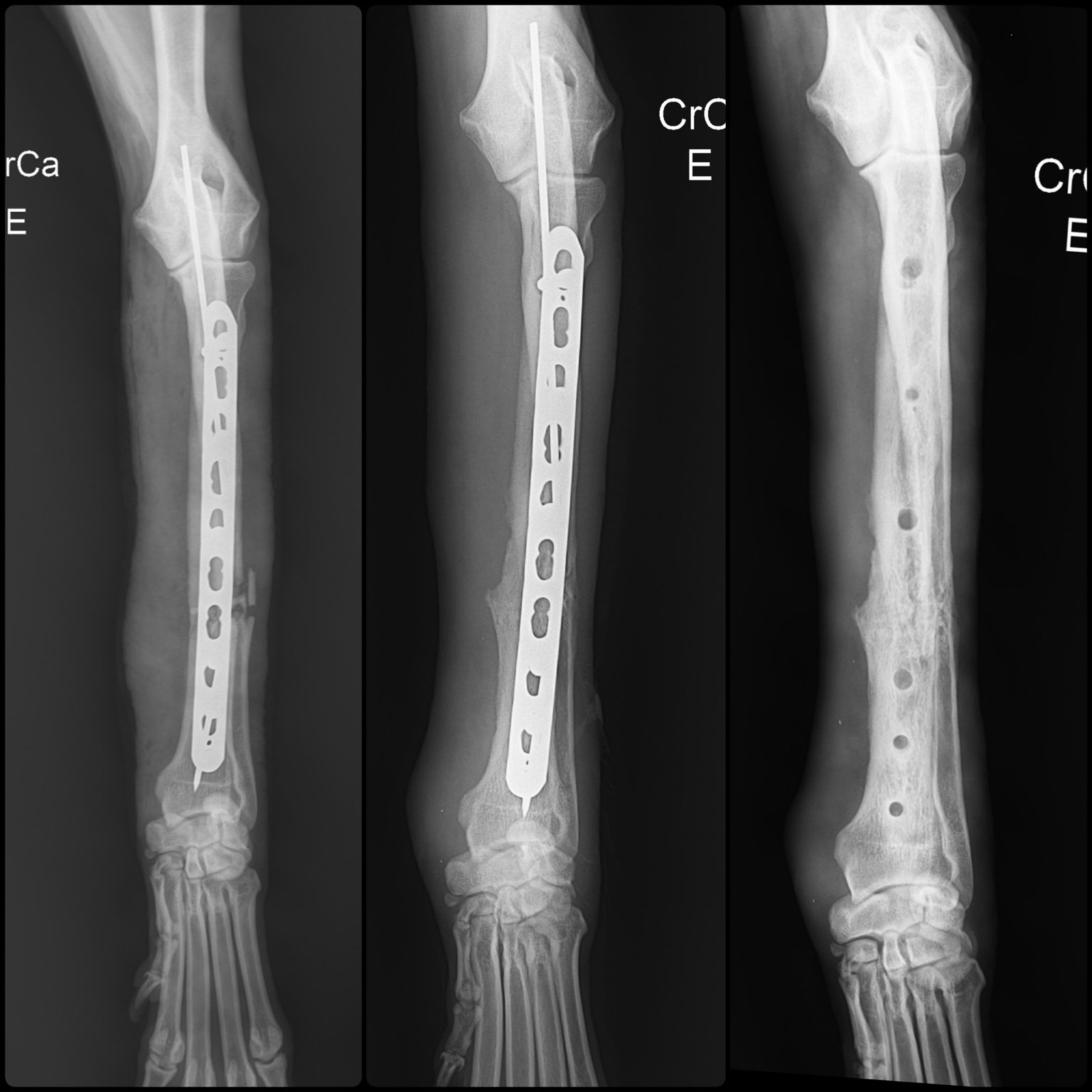 Caso ortopédico veterinário