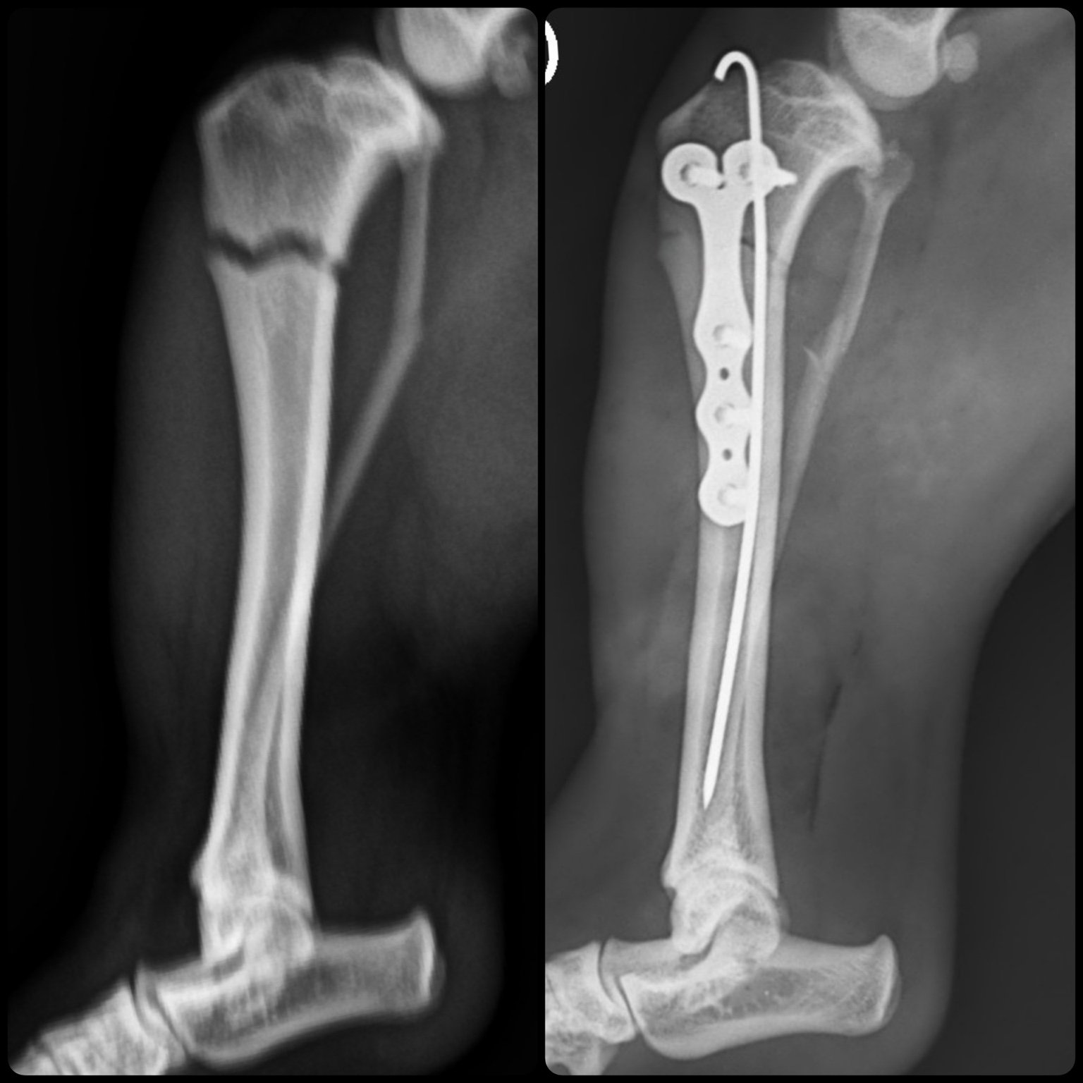 Caso ortopédico veterinário