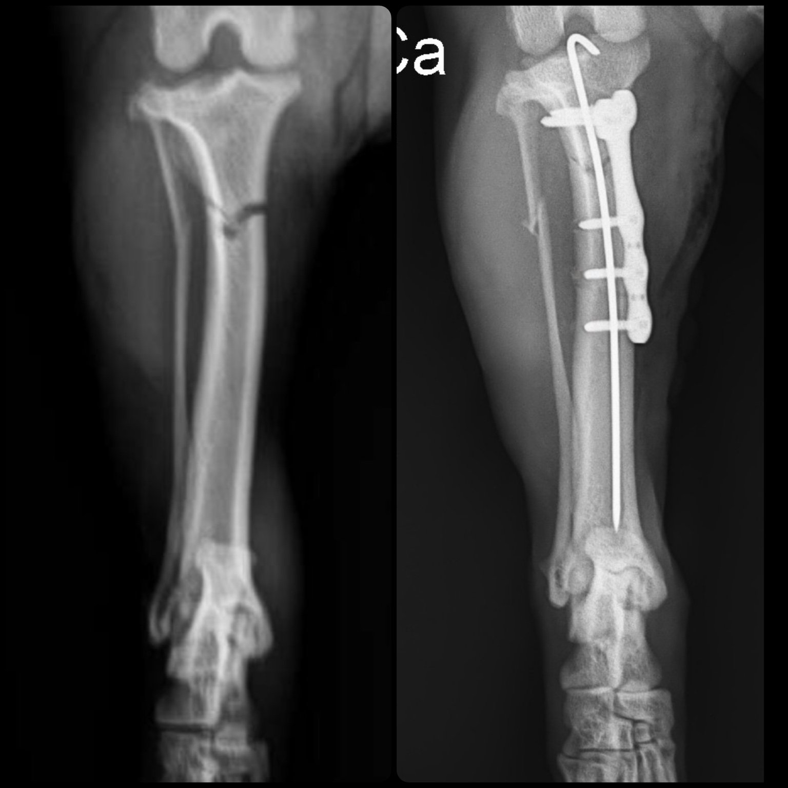 Caso ortopédico veterinário