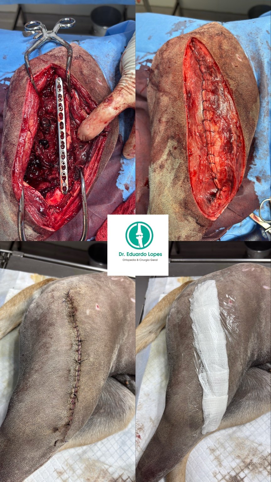Caso ortopédico veterinário
